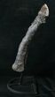 Allosaurus Metatarsal (Toe) Bone - With Stand #15321-7